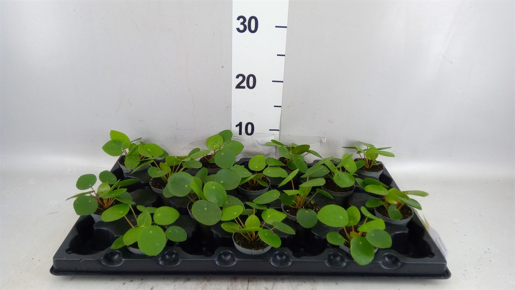 Pilea Peperomoides 6Ø 15cm
