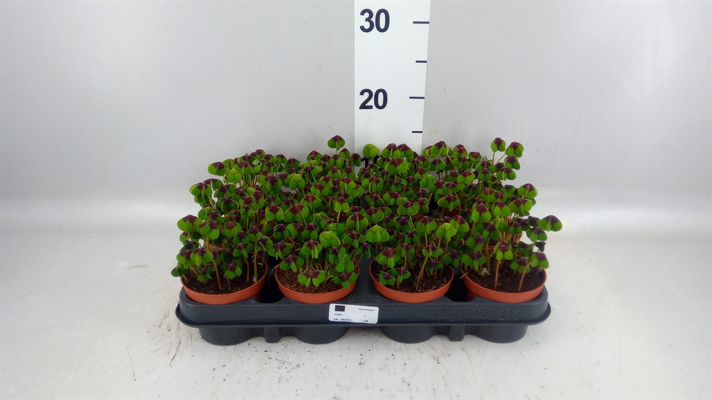 Oxalis Deppei 9Ø 15cm