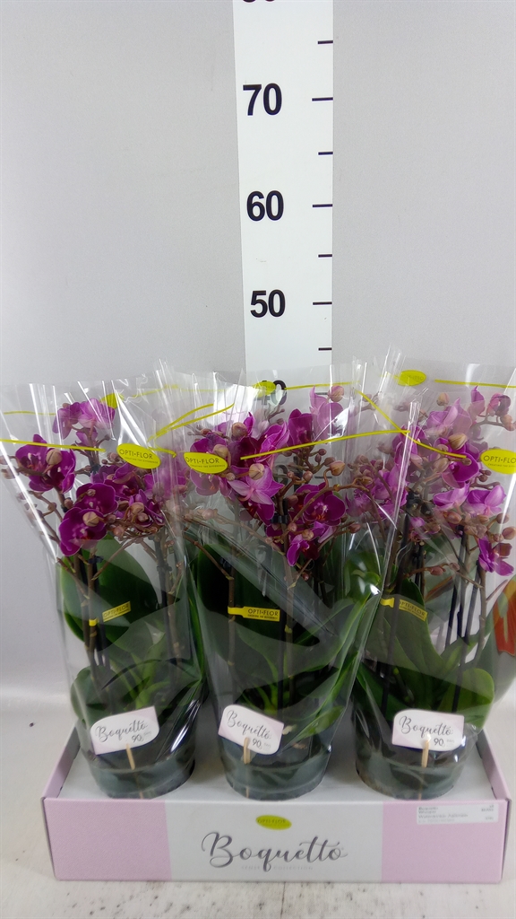 Phal Mf Ov Paars 12Ø 35cm