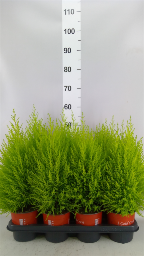 Cupressus Goldcrest 14Ø 60cm