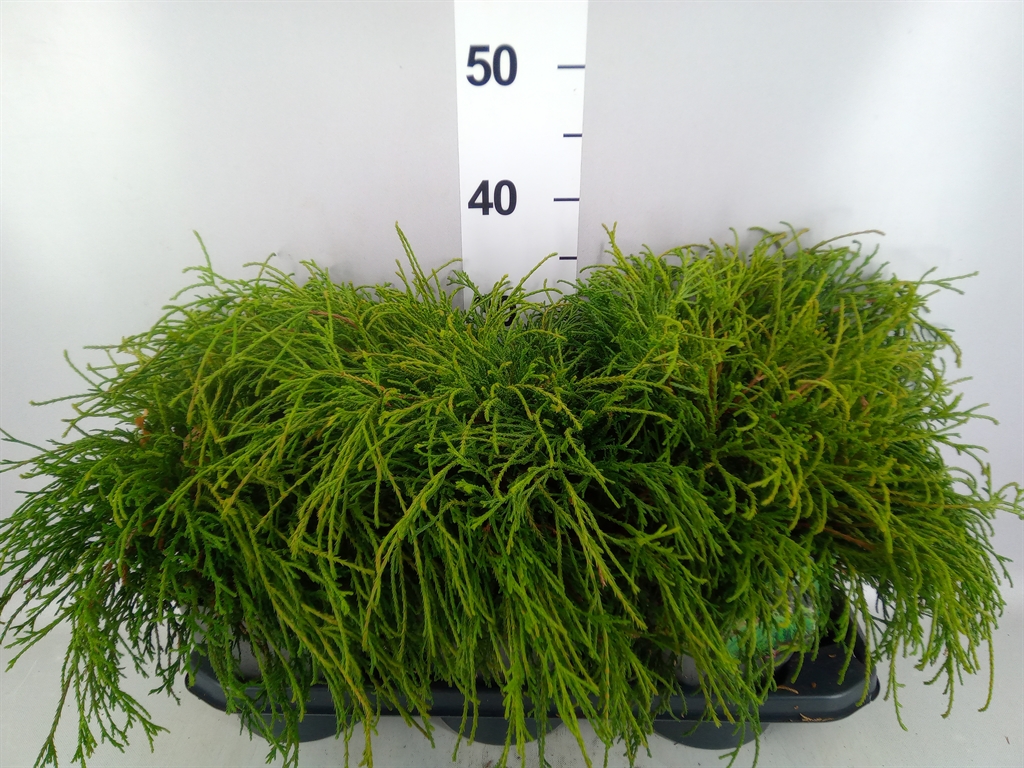 Chamaecyparis Filifera Nana 17Ø 20cm