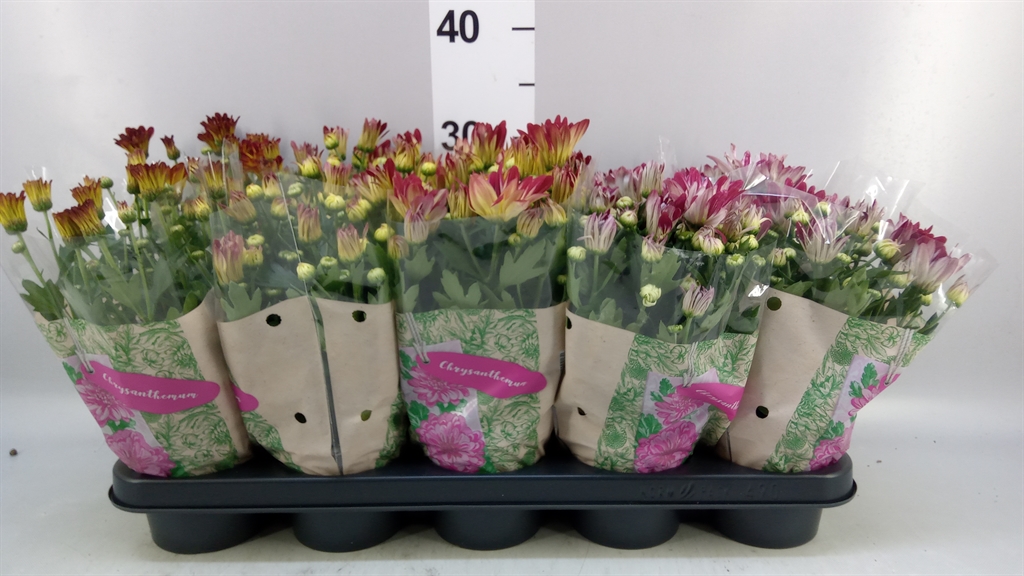 Chrysanth Mix 12Ø 26cm
