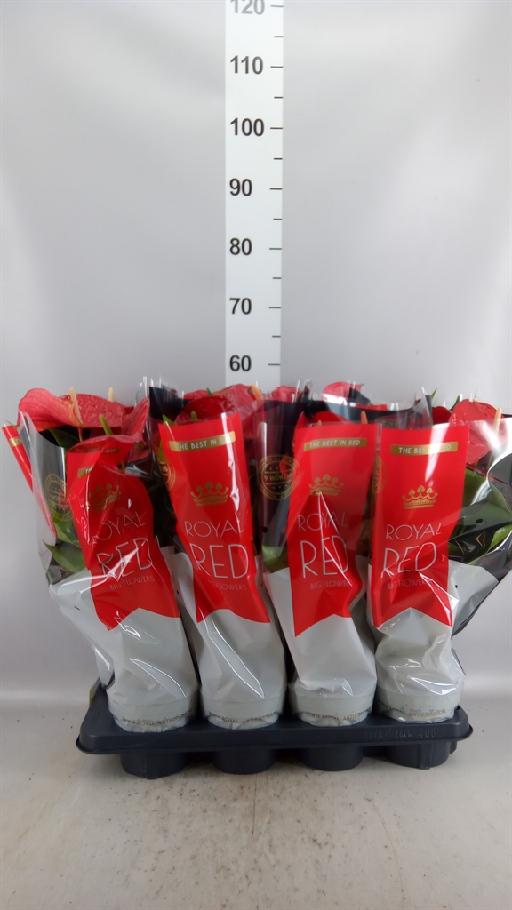Anthu A Querida 14Ø 55cm