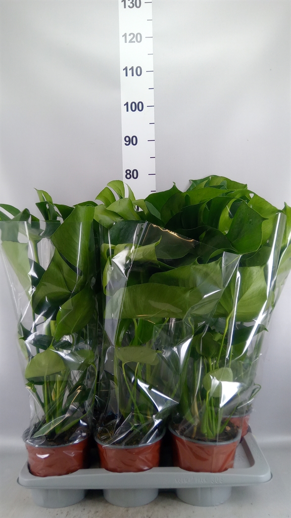 Monstera Deliciosa 17Ø 65cm