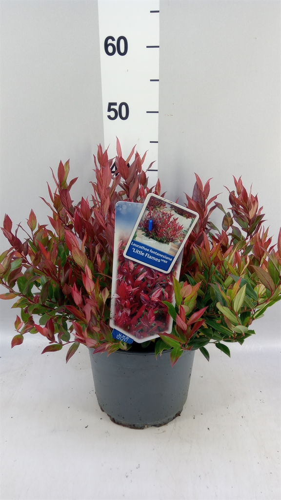 Leucothoe Little Flames 23Ø 40cm
