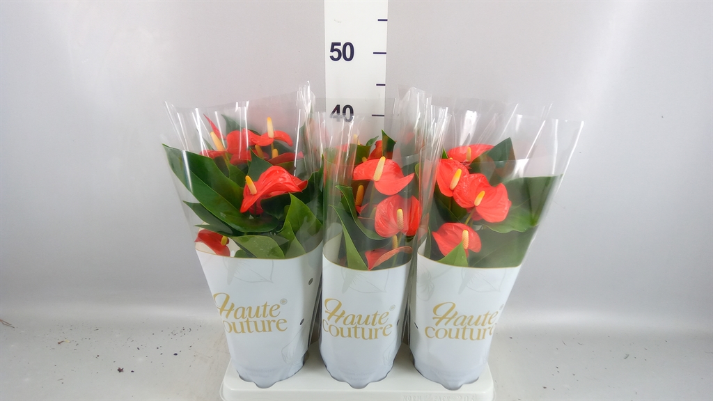 Anthurium Floriclone Cinemato 12Ø 40cm