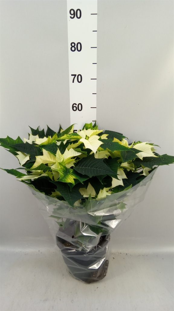 Euphor P Alaska 21Ø 50cm