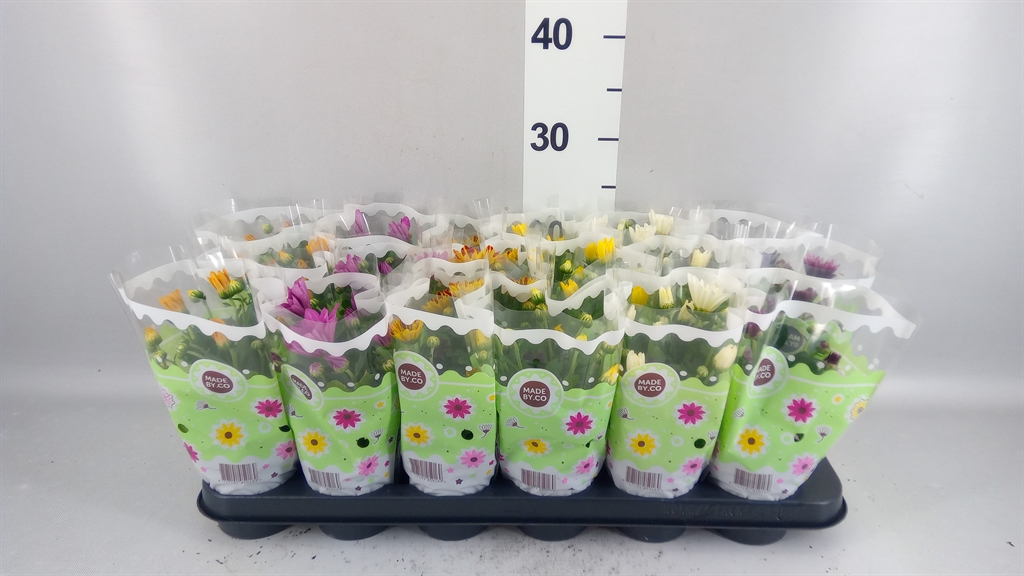Chrysanth Mix 5 Colours 9Ø 22cm