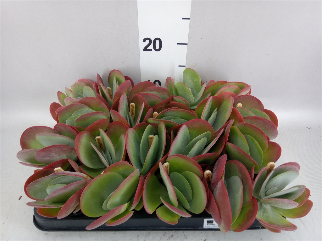 Kalanchoe Thyrsiflora 5Ø 10cm