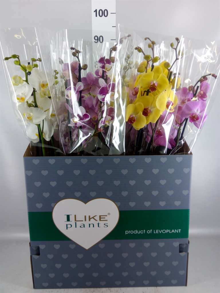 Phalaenopsis Mix 12Ø 75cm 3st
