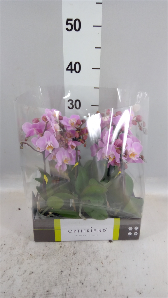 Phal Mf Ov Roze 7Ø 25cm