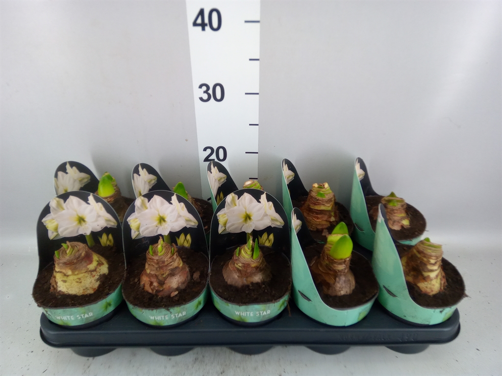 Hippeastrum White Star 12Ø 25cm