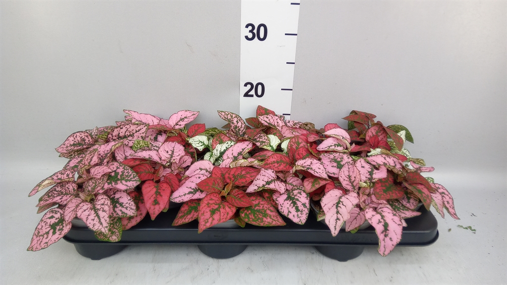 Hypoestes Mix 10Ø 17cm
