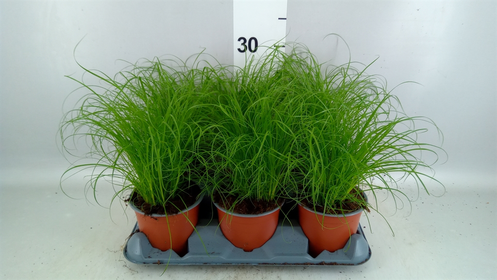 Cyperus Zumula 12Ø 28cm