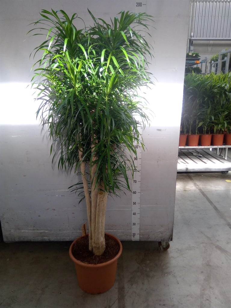 Dracaena Anita 40Ø 170cm