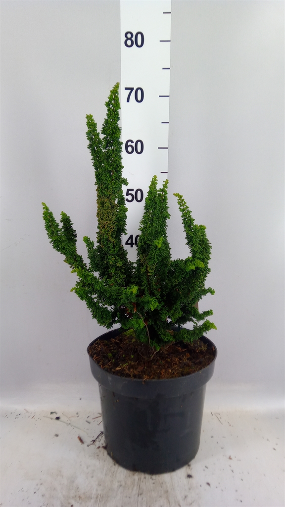 Chamaecyparis Obtusa 26Ø 50cm