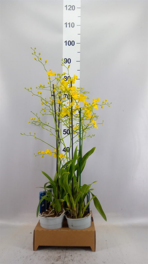 Oncidium