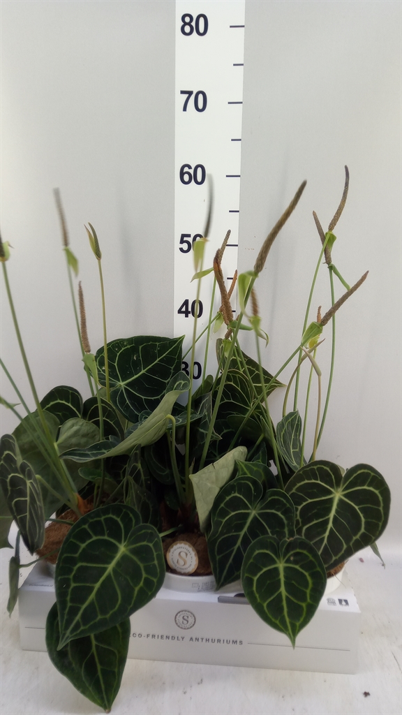 Anthurium Clarinervium 12Ø 30cm