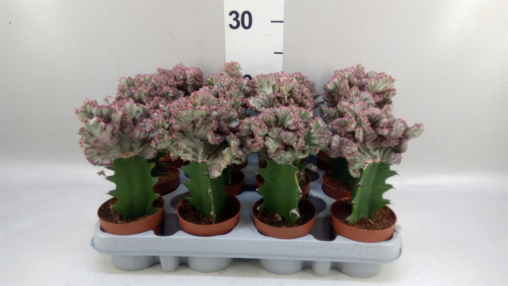 Euphorbia Lactea 8Ø 20cm