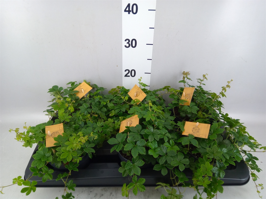 Parthenocissus Inser 12Ø 20cm