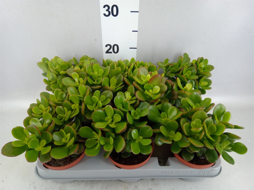 Crassula Minor 10Ø 20cm