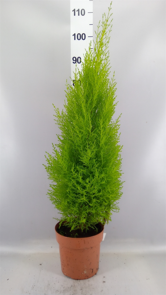 Cupressus Goldcrest Wilma 21Ø 80cm
