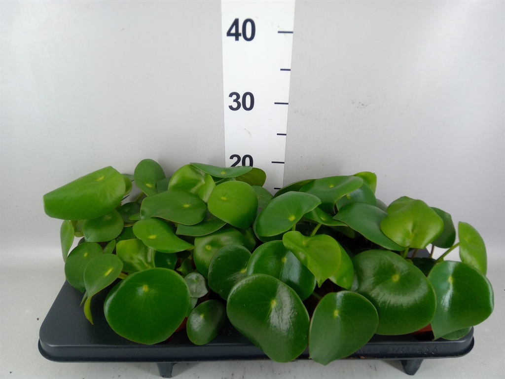 Peperomia Polybotrya Raindrop 12Ø 20cm