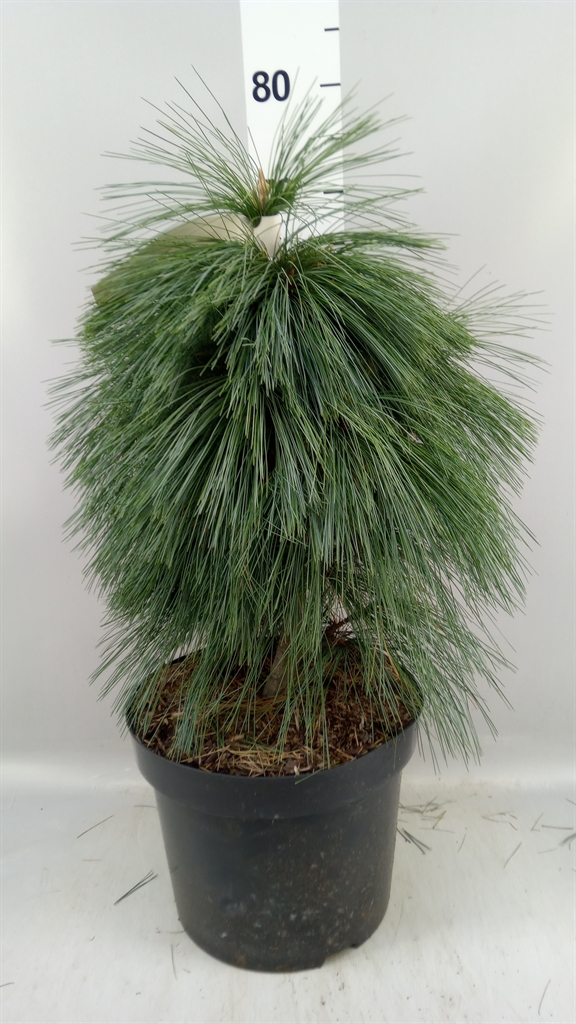 Pinus Schwerinii 28Ø 50cm