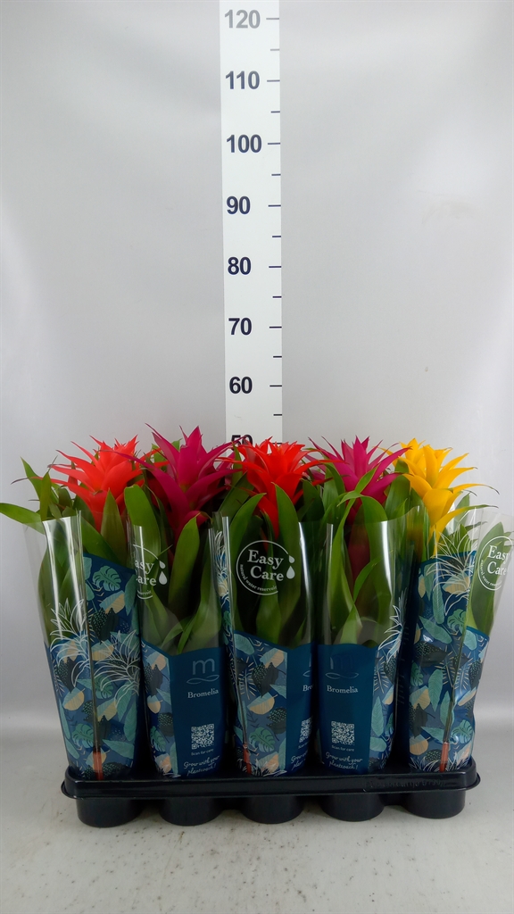 Guzmania Mix 12Ø 45cm