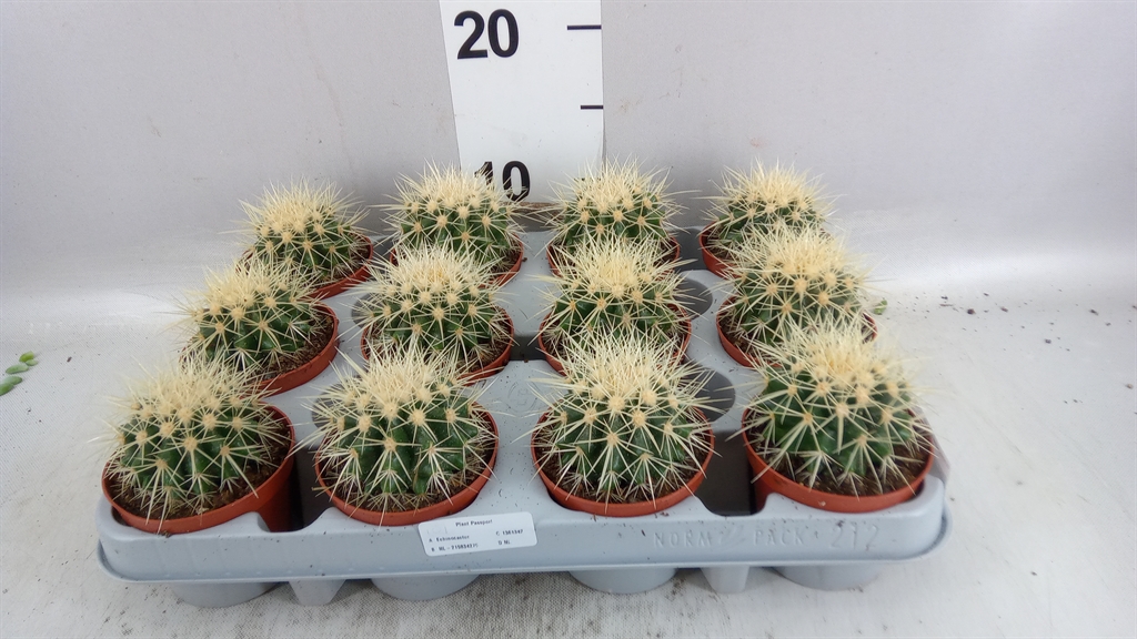 Echinocactus Grusoni 508Ø