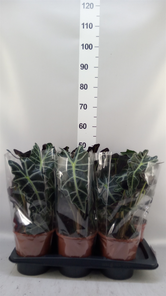 Alocasia Polly 17Ø 45cm