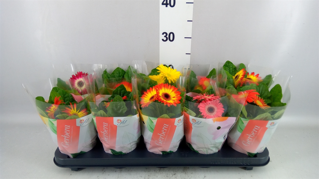 Gerbera Colourgame Mix 12Ø 20cm