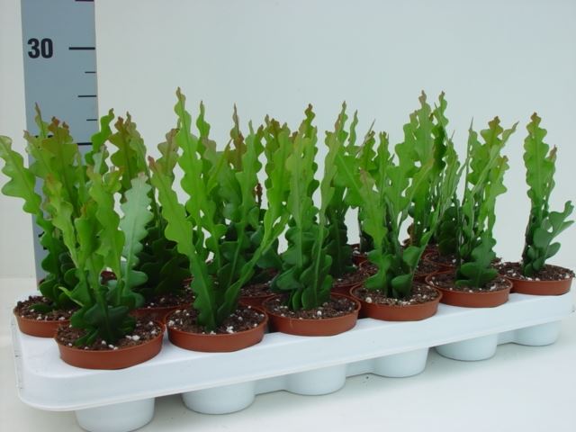Epiphyllum Anguliger 9Ø 15cm