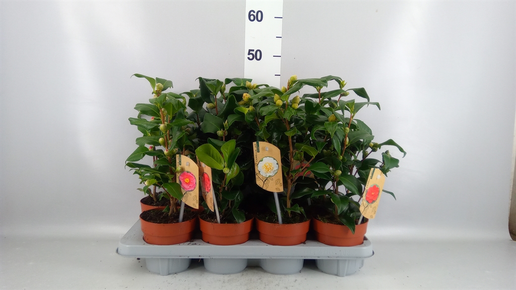 Camellia Mix 3 Colours 13Ø 35cm