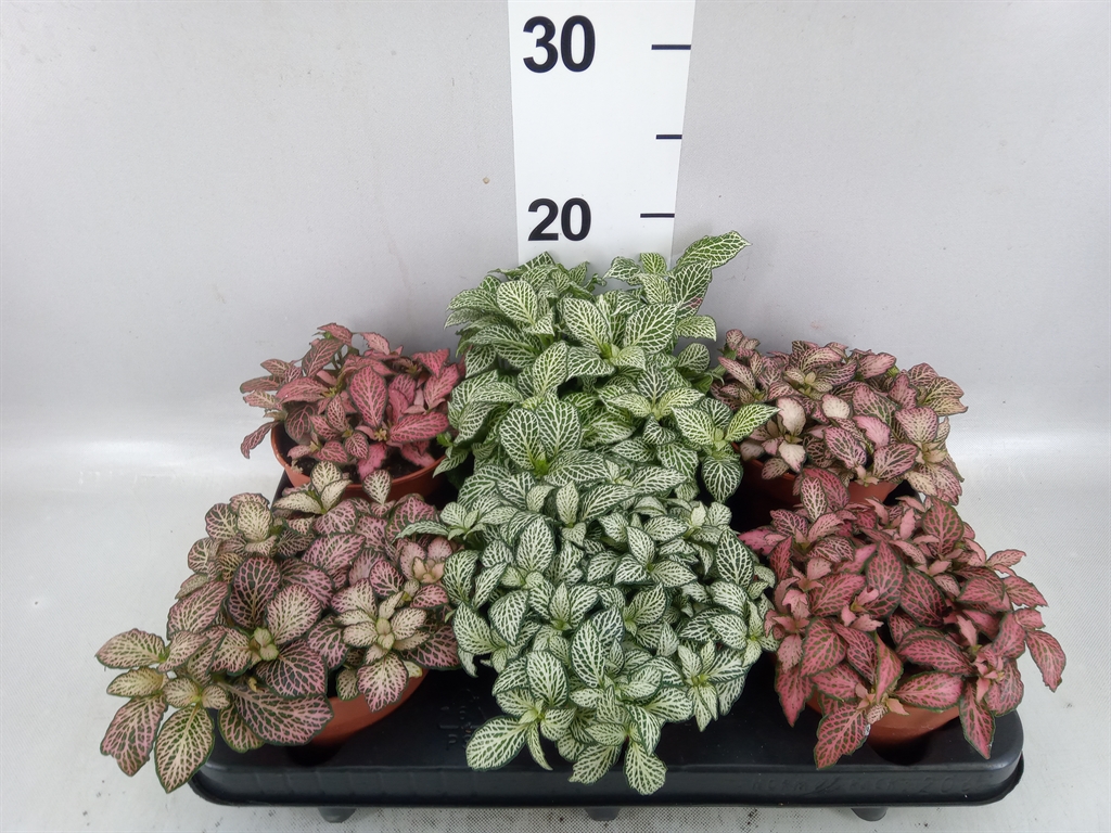 Fittonia Mix 12Ø 20cm