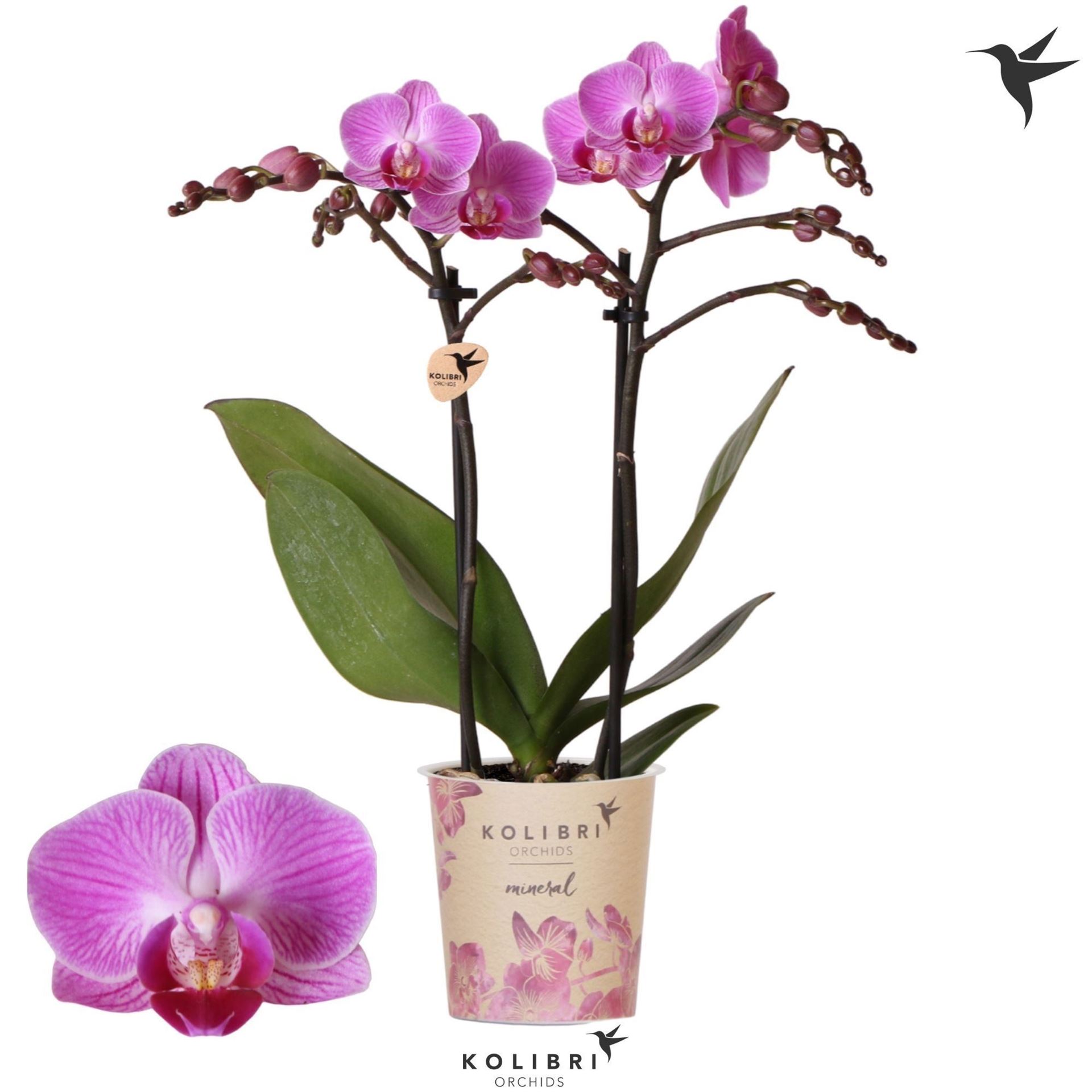 Phalaenopsis Multiflora Vienna 9Ø 40cm 2st