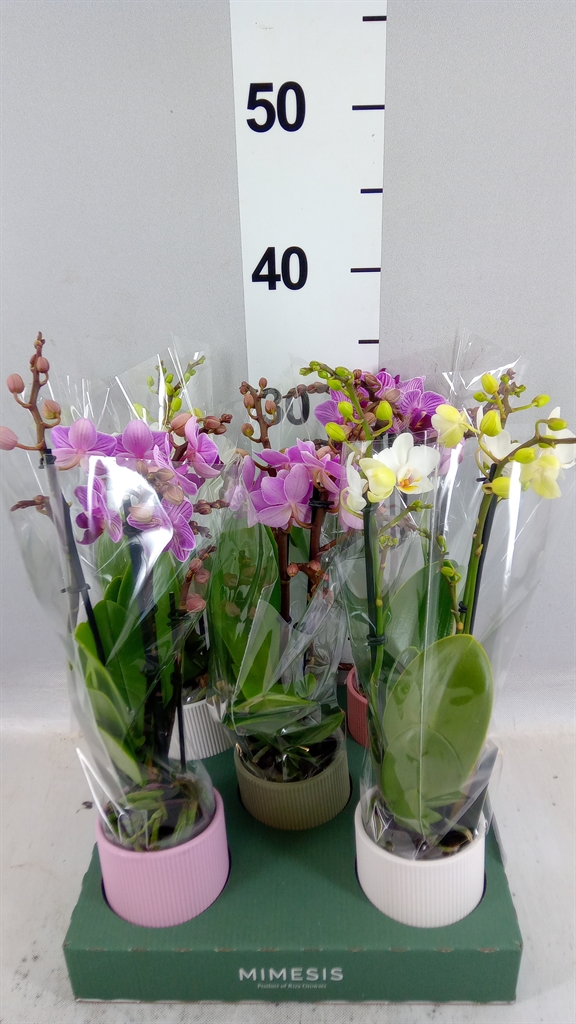 Phal Mf Gem 4 Kl 7Ø 32cm