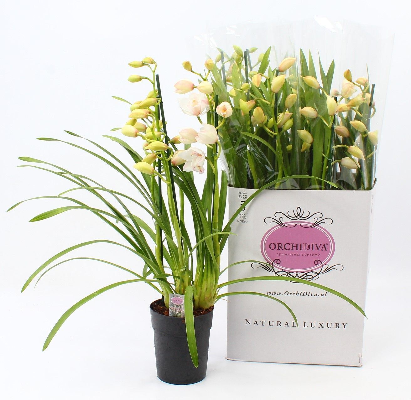 Cymbidium Ov