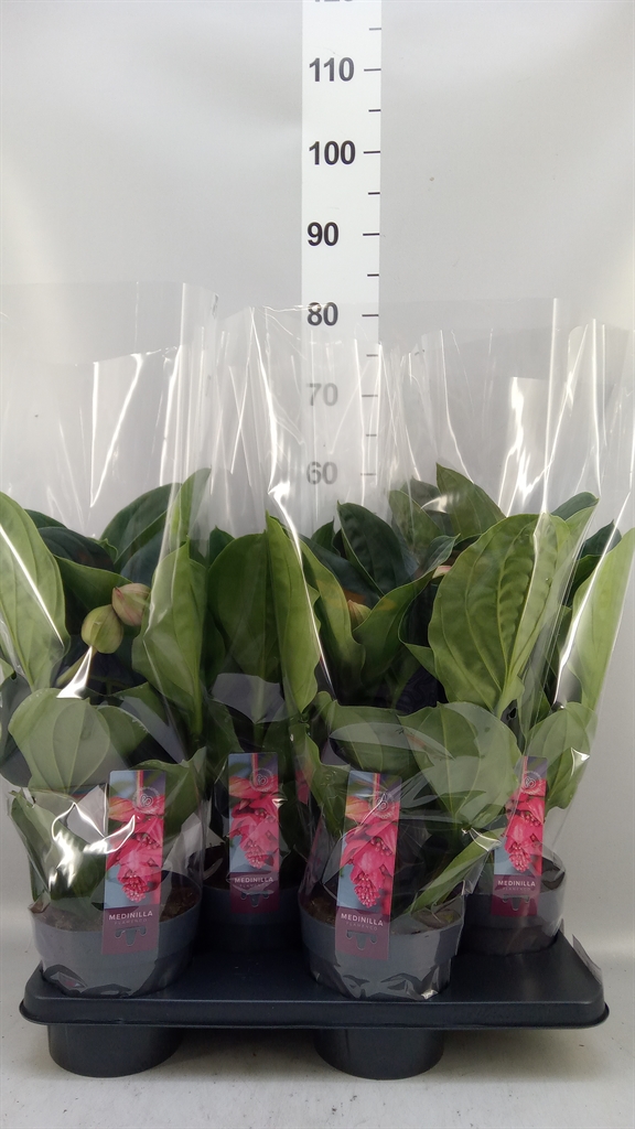 Medinilla Flamenco 17Ø 55cm 4bl