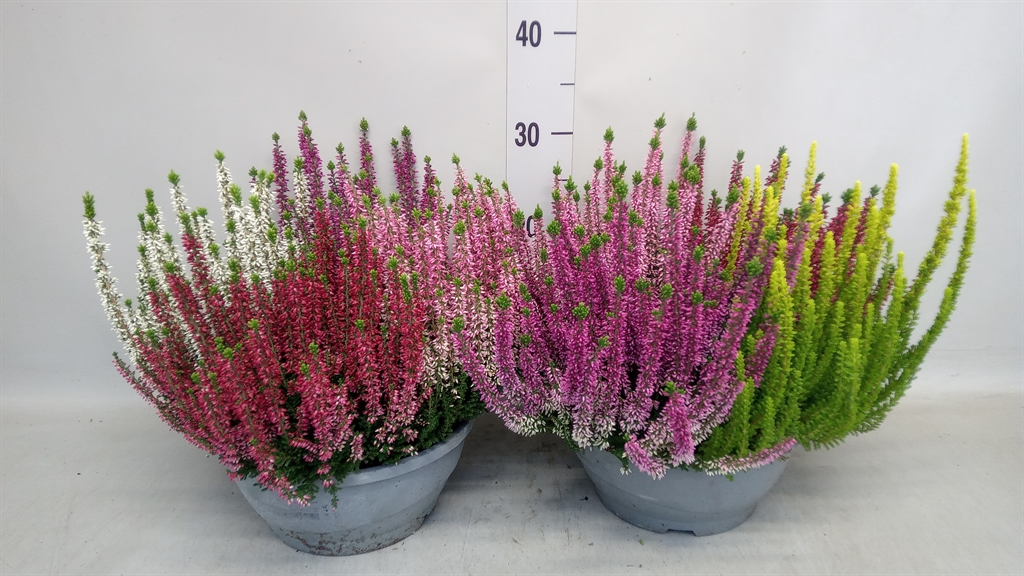 Calluna Beauty Ladies Quattro Mix In Pot 23Ø 40cm