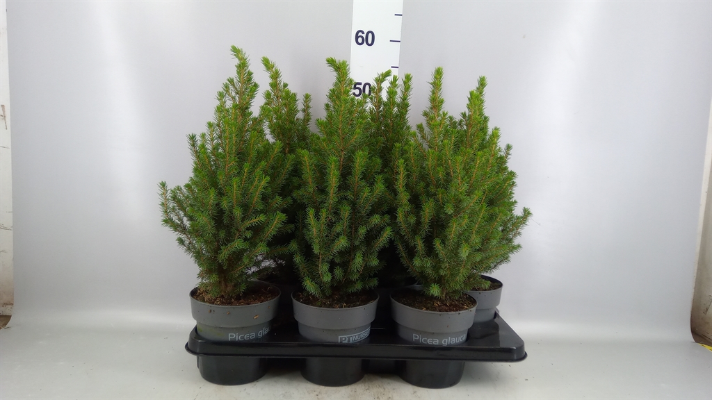 Picea Gl Perfecta 15Ø 55cm