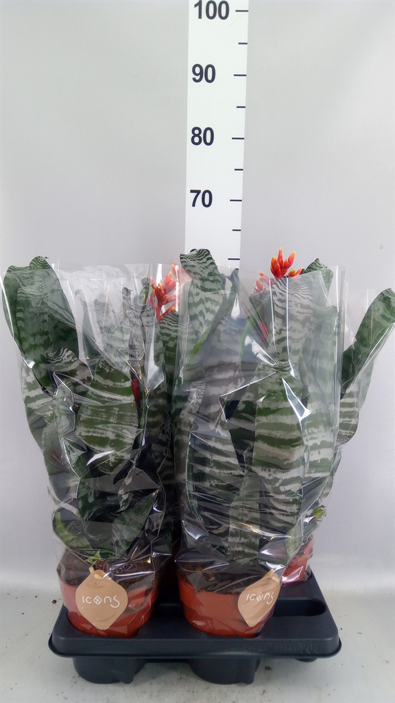 Aech Overig 15Ø 50cm