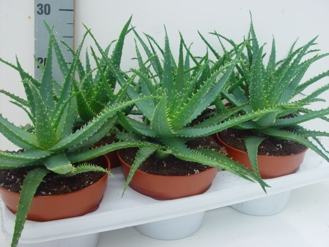 Aloe Arborescens 15Ø 30cm