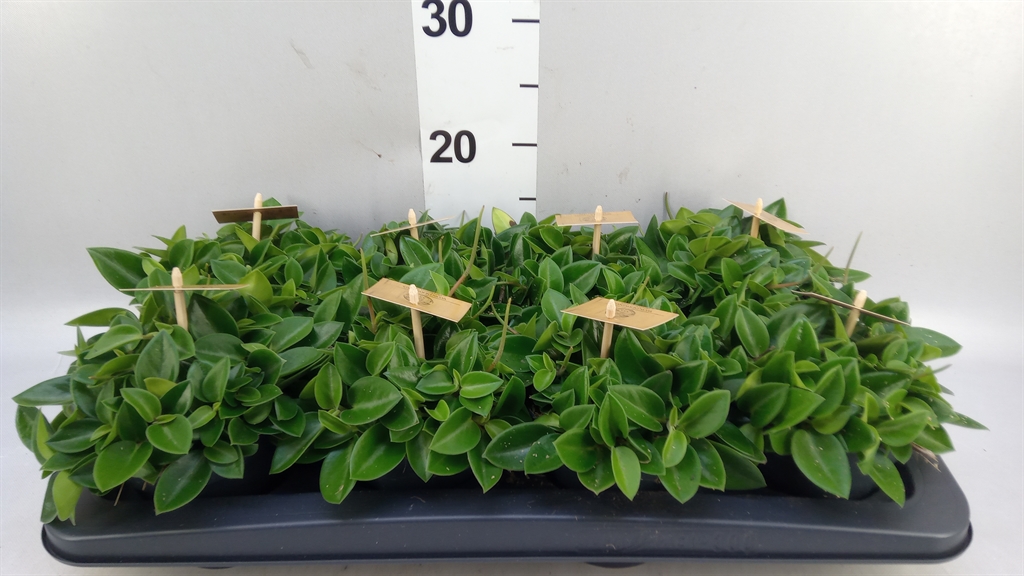 Peperomia Pixie 12Ø 20cm