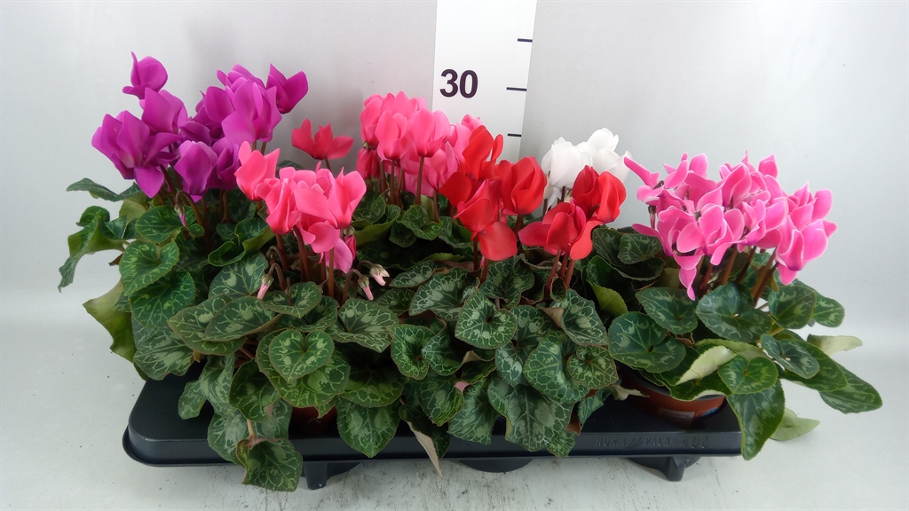 Cyclamen Midi Super Serie Macro 12Ø 30cm