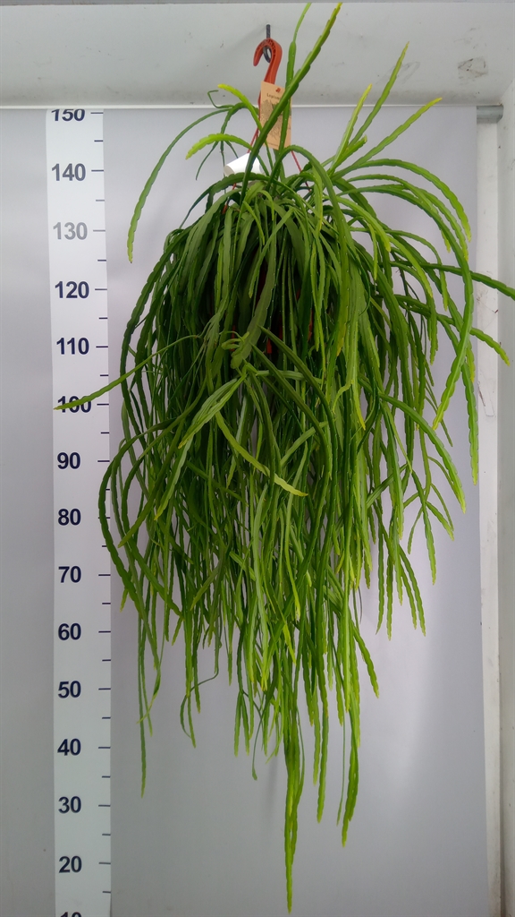 Lepismium Bolivianum 21Ø 40cm