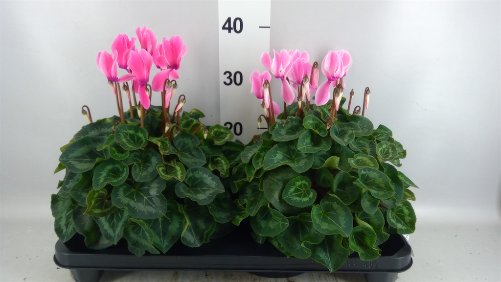 Cyclamen Super Serie Xl 15Ø 36cm