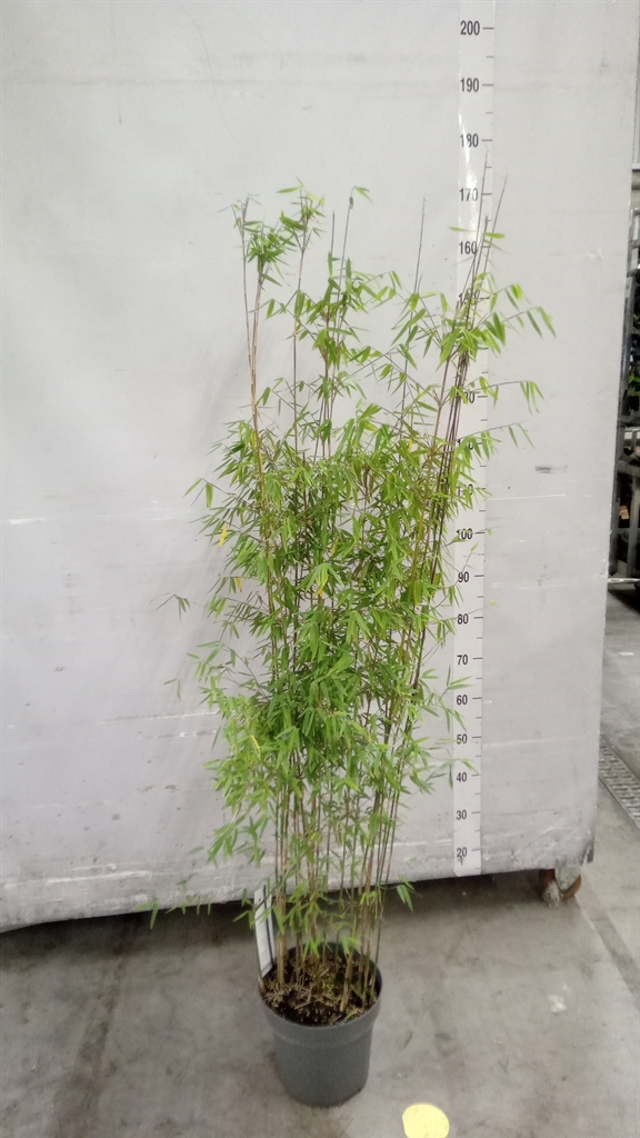 Fargesia Jiuzhaigou 1 24Ø 120cm