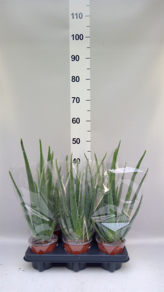 Aloe Vera 12Ø 47cm