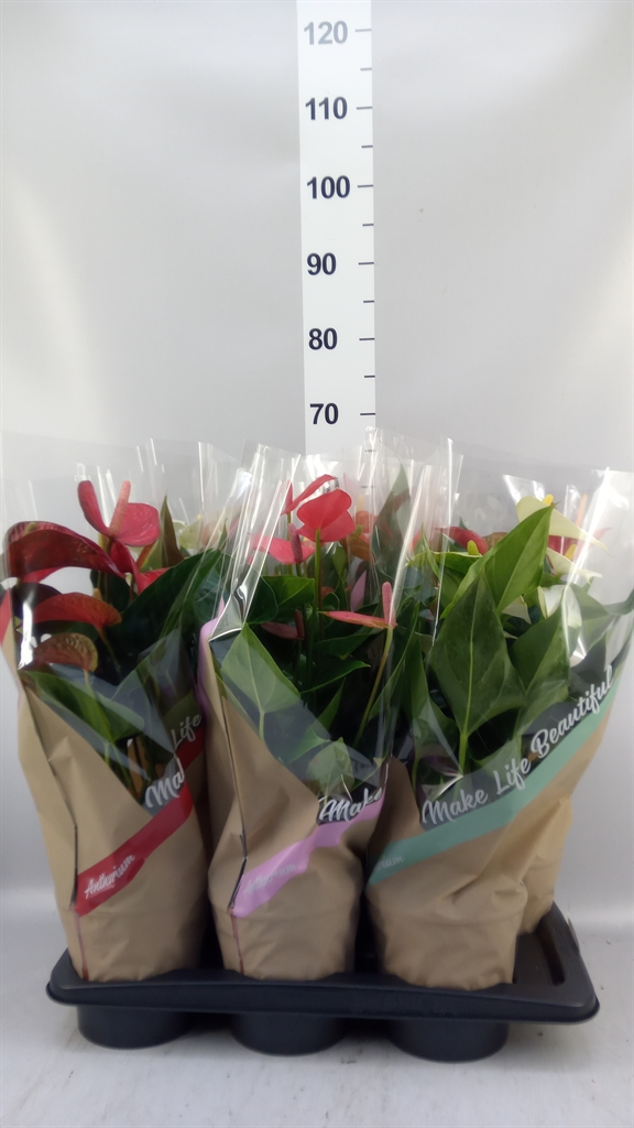 Anthurium Mix 4 Colours 17Ø 55cm